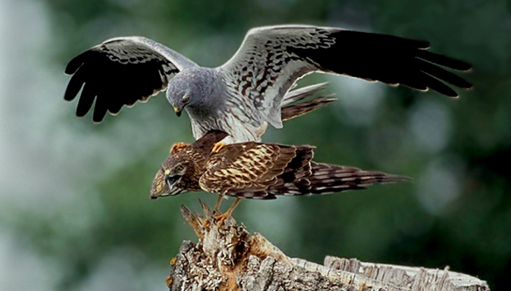 Protección para el aguilucho cenizo y las aves esteparias