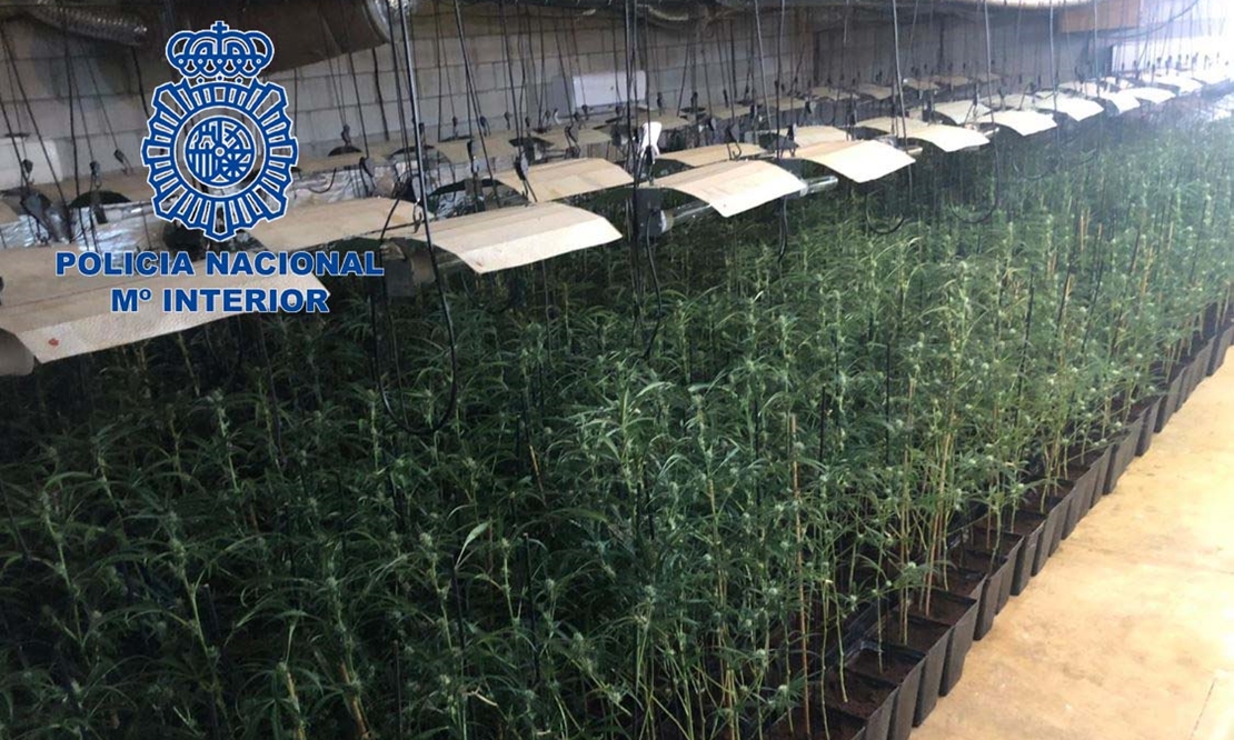 Detenidas cinco personas por cultivar marihuana en diferentes lugares de Mérida