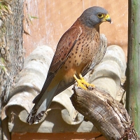 Trabajos de conservación del cernícalo primilla en Extremadura