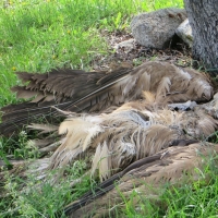 Condenado por matar a 200 ovejas y 3 buitres leonados en Cáceres