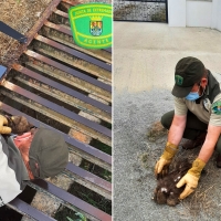 Rescatan a un milano negro en Extremadura gracias a la colaboración ciudadana