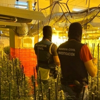 Descubren 3.000 plantas en la provincia de Badajoz: hay 5 detenidos de Mérida y Lobón