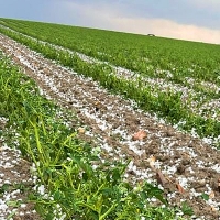 Desastre en cientos de hectáreas de cultivos en Extremadura