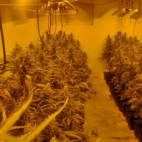 Intervienen otras 500 plantas de marihuana en una localidad de la provincia de Badajoz