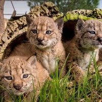 Nacen 23 nuevos cachorros de lince ibérico