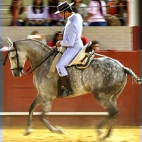 Suspenden el campeonato de Doma Vaquera previsto en Badajoz