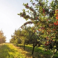 Agricultura abona más de 13 millones de euros a 9.237 agricultores extremeños