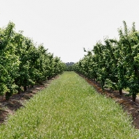 UPA pronostica una “escasísima” producción de fruta este verano