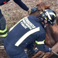 El CPEI realiza multitud de rescates de animales en los últimos días