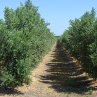 El riego localizado en Extremadura supera en 4 puntos a la media nacional