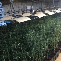 Detenidas cinco personas por cultivar marihuana en diferentes lugares de Mérida