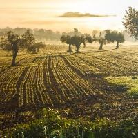 “El olivar es una joya ecológica que debemos mimar al máximo”