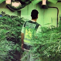 Encuentran una plantación de marihuana en un sótano de Ciudad Jardín (Badajoz)