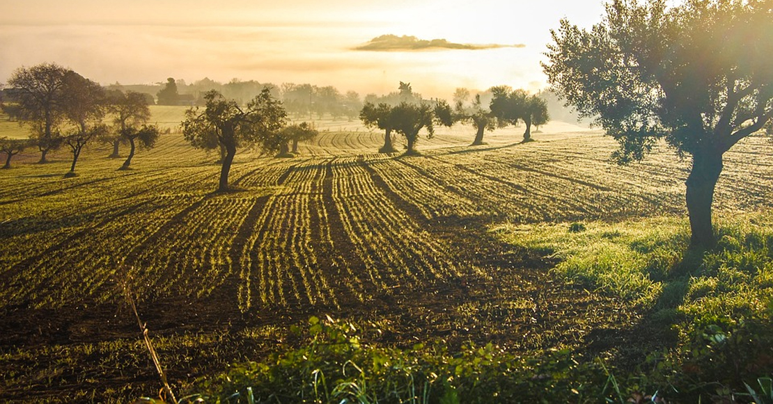 “El olivar es una joya ecológica que debemos mimar al máximo”