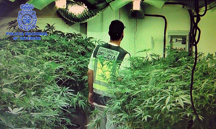 Desmantelan en una plantación de marihuana en un sótano de Ciudad Jardín (Badajoz)