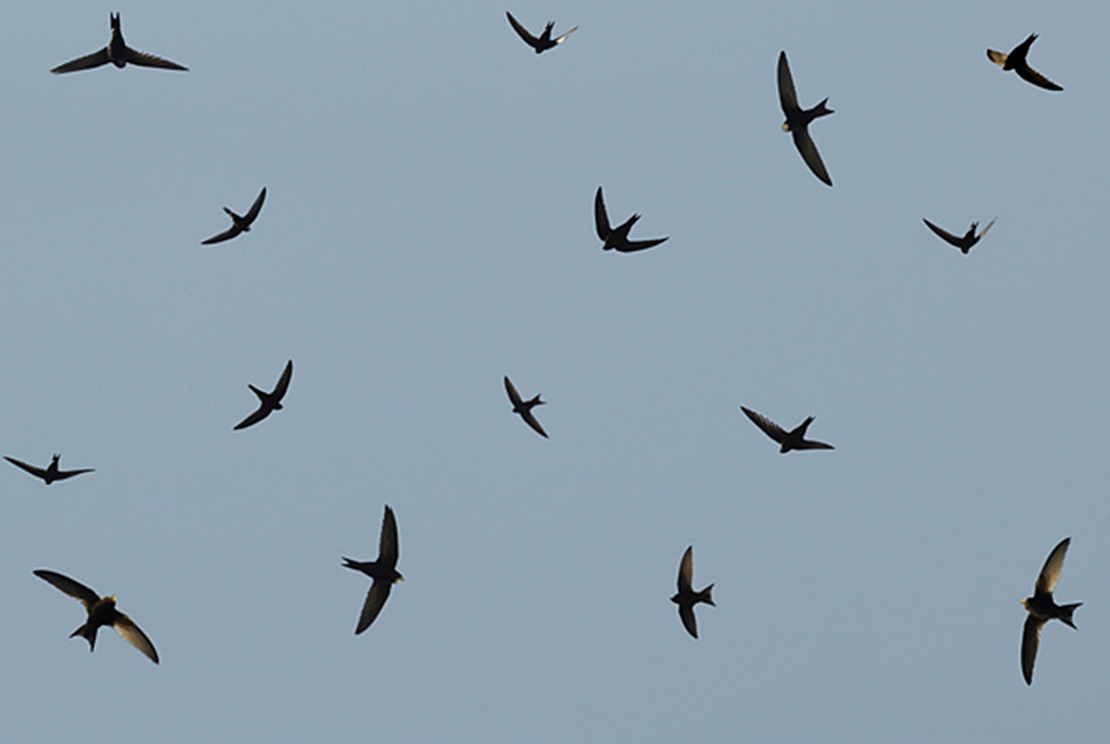 La mortalidad de aves y murciélagos se dispara con los grandes aerogeneradores de última generación