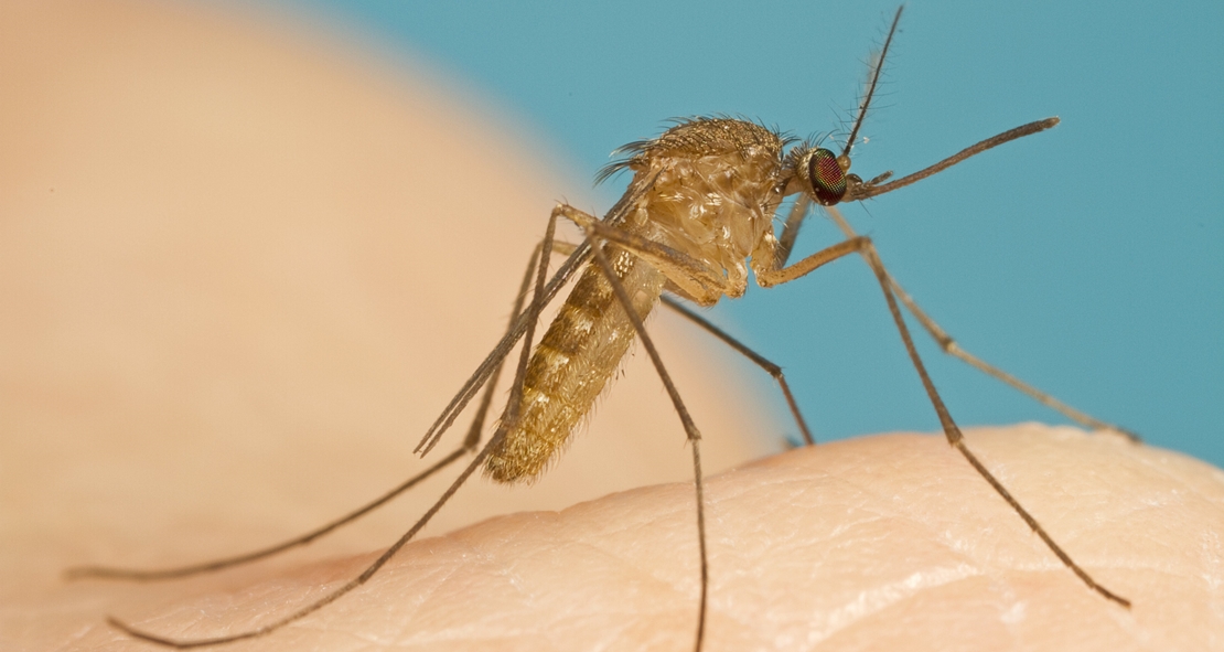 Plan de Acción para el control de los mosquitos en las Vegas Altas