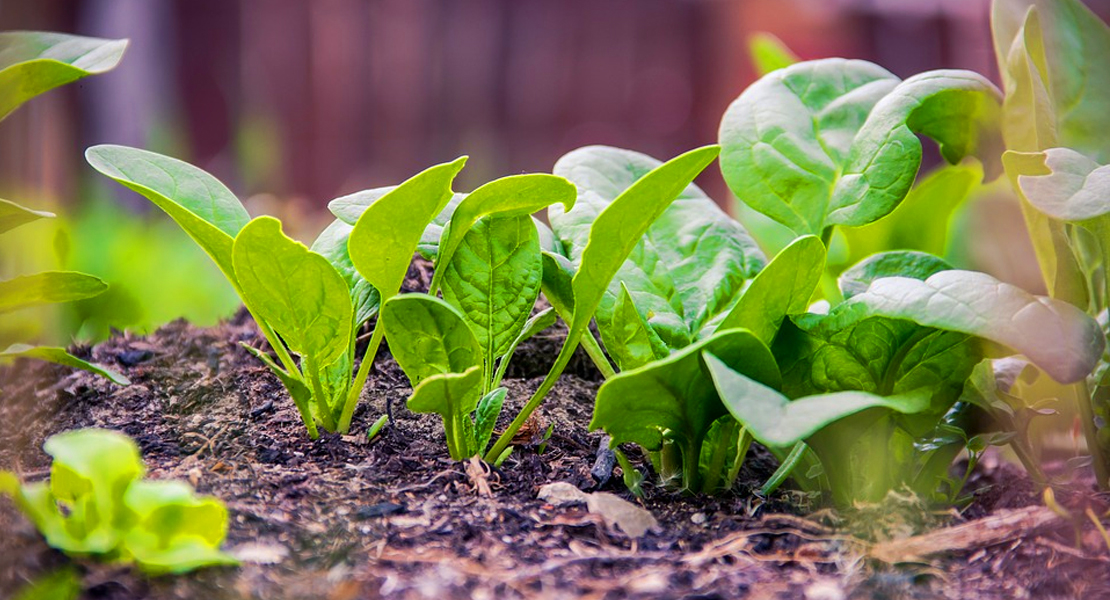 El Gobierno fomentará la producción y el consumo de alimentos ecológicos