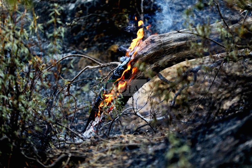 Estabilizado un incendio forestal declarado en la localidad cacereña de Casas de Millán