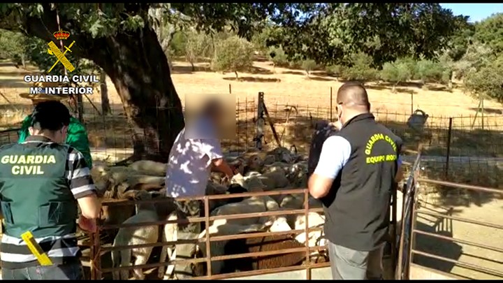 Investigan a 47 ganaderos por acciones delictivas: ya hay un extremeño detenido