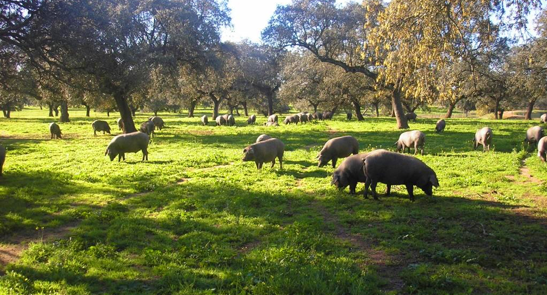 Autorizan movimientos extraordinarios del ganado porcino en los aprovechamientos de montanera