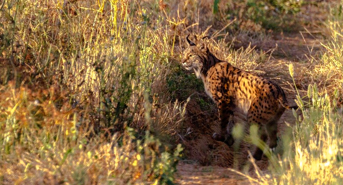 Segundo lince ibérico fallecido en apenas dos días en Extremadura