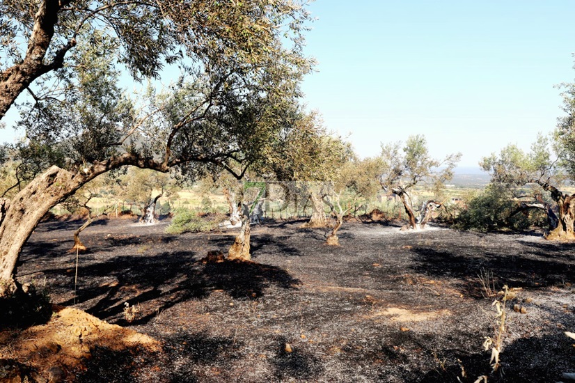 Estabilizado un incendio forestal declarado en la localidad cacereña de Casas de Millán
