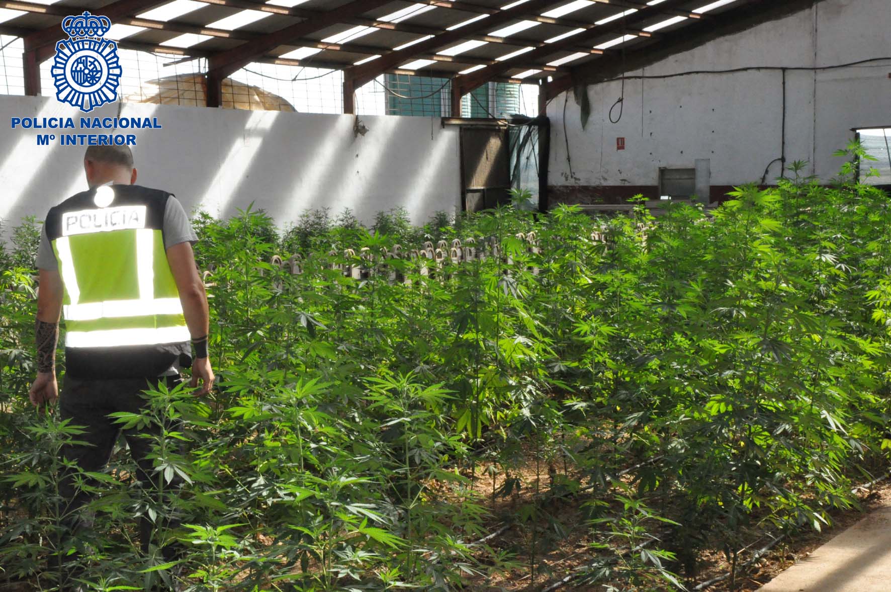 Desmantelan una plantación de marihuana en una nave de tamaño industrial en Mérida