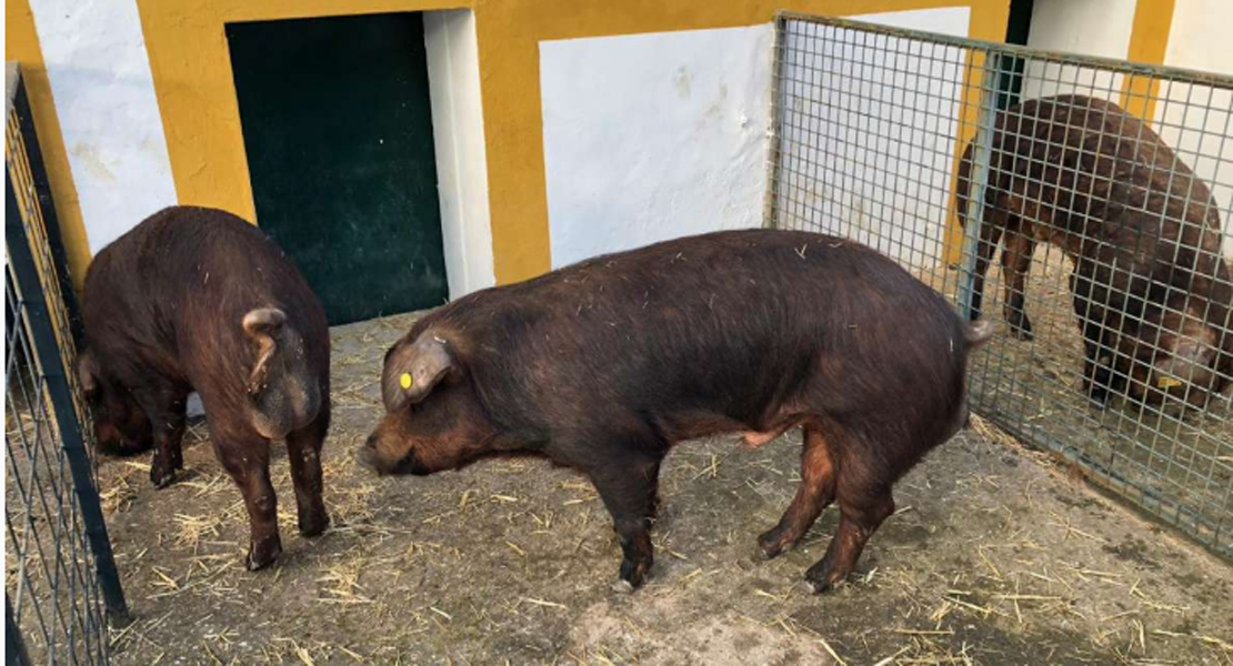 Subasta de 50 lotes de porcino Duroc e Ibérico en Badajoz