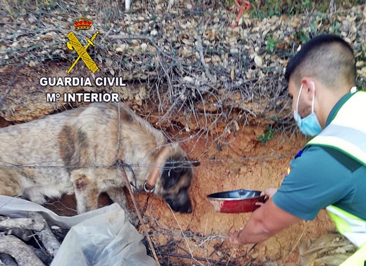 Rescatan a un animal tras caer de un talud en la provincia de Cáceres