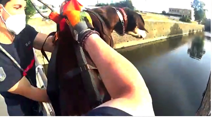 Rescate de un animal en el Canal de los Ayala (Badajoz)