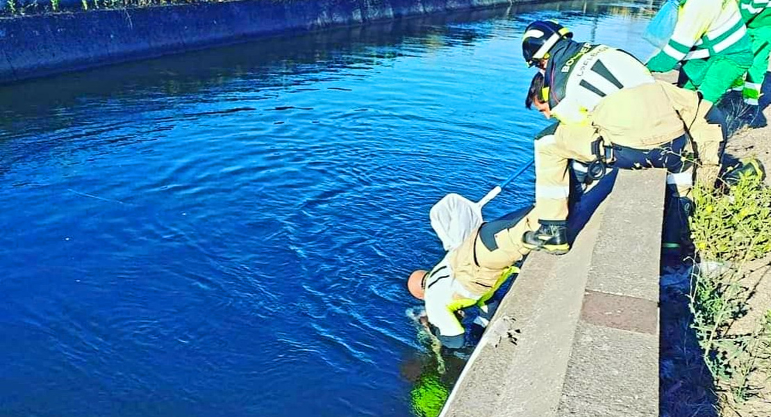 Bomberos del CPEI salvan la vida a un perro en la zona de Don Benito