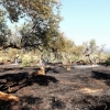 Estabilizado un incendio forestal declarado en la localidad cacereña de Casas de Millán