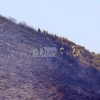 Estabilizado un incendio forestal declarado en la localidad cacereña de Casas de Millán