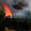 Incendio forestal en las Vegas Bajas del Guadiana