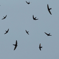 Ecologistas alertan de la gran mortalidad de aves y murciélagos: ¿Cuál es el problema?
