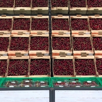 Mercadona prevé comprar el doble de cerezas de Origen España que en la anterior campaña