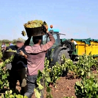 ‘Extremadura Digna’ denuncia la precariedad laboral en los campos extremeños