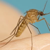 Plan de Acción para el control de los mosquitos en las Vegas Altas