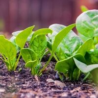 El Gobierno fomentará la producción y el consumo de alimentos ecológicos