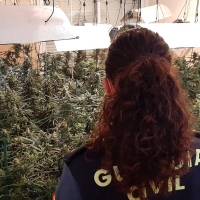 Varios detenidos tras hallar una gran plantación de marihuana en Talavera la Real (BA)