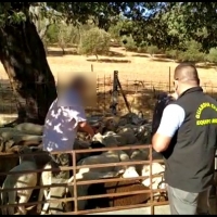 Investigan a 47 ganaderos por acciones delictivas: ya hay un extremeño detenido