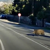 Cáceres busca soluciones para atajar la presencia de jabalíes en la ciudad