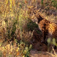 Segundo lince ibérico fallecido en apenas dos días en Extremadura