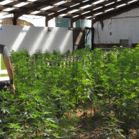 Desmantelan una plantación de marihuana en una nave de Mérida