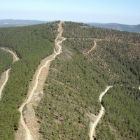 La Junta se suma al mayor proyecto de reforestación de España