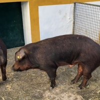 Subasta de 50 lotes de porcino Duroc e Ibérico en Badajoz