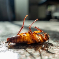 Cáceres realiza labores de control de cucarachas en las calles
