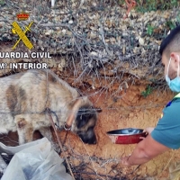 Rescatan a un animal tras caer de un talud en la provincia de Cáceres