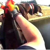 Rescate de un animal en el Canal de los Ayala (Badajoz)